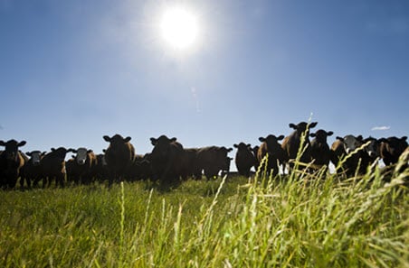 Smaller herd, record production. How?