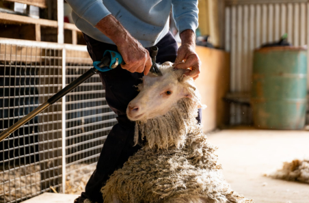 A gateway to new revenue: Unlocking the potential of the goat fibre industry
