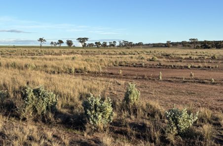 Saltbush delivers pasture transformation