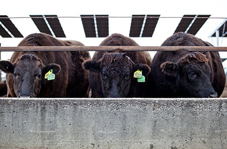 Record cattle on feed numbers drive huge 2025 turn-off