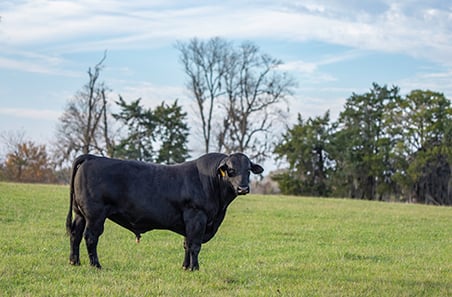 Weekly cattle and sheep market wrap