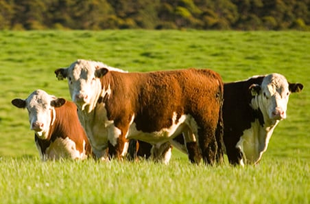 Weekly cattle and sheep market wrap