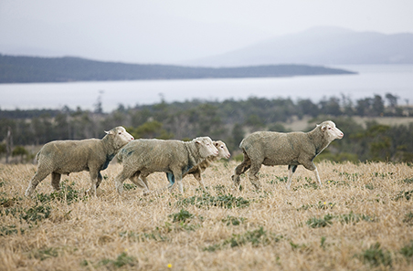 Australian Lamb Industry ready to respond to US safeguard investigation