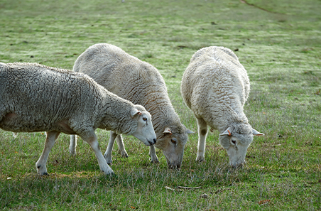 On-farm performance and profitability the focus of new $6 million partnership