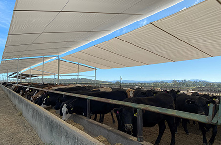 Partial shelter in feedlots: Is it worth the cost?