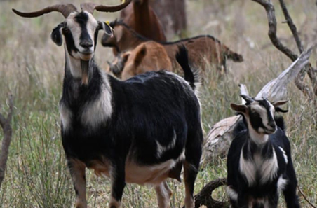 Producer spotlight: Inside WA’s 9km goat trap