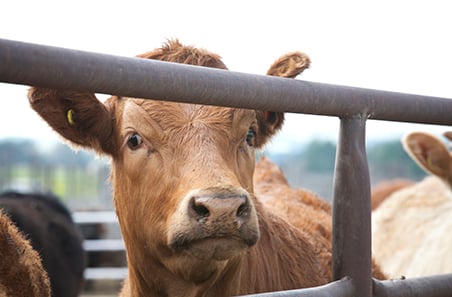 Heavy steer prices surge toward record highs
