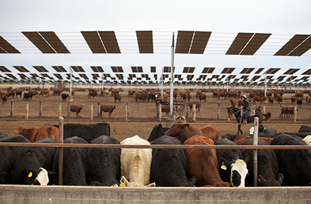 New $45 million program launched to fast-track feedlot innovation and adoption