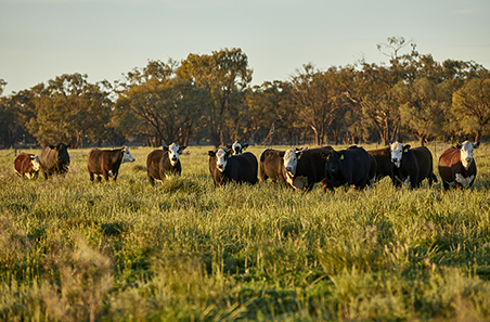 ABS data confirms strong start to 2026 for beef production