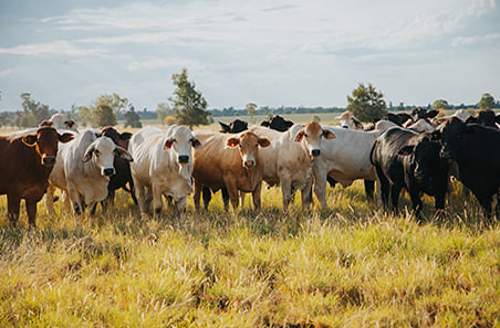 Better breeders, better gains, lower emissions
