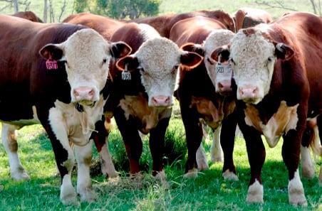 How Australian red meat is navigating changing customer values