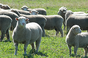 Why 2025 lamb prices broke records despite solid supply