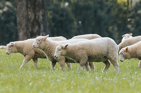 February rain lifts Restocker Lamb Indicator