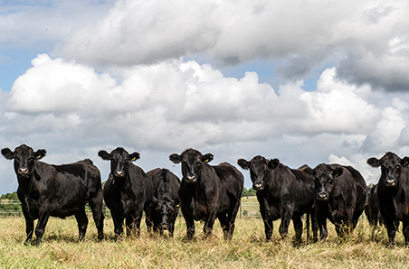 Weekly cattle and sheep market wrap