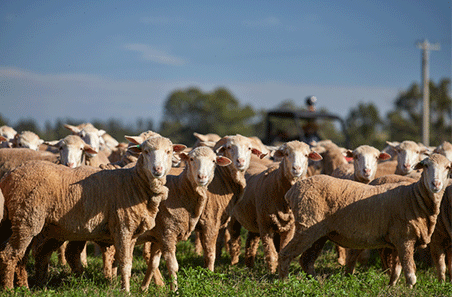 What role does red meat play in Australia’s economy?