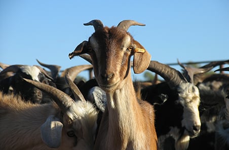 Goat eID study finds tag placement is key to retention