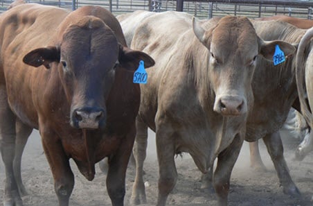 Weekly cattle and sheep market wrap