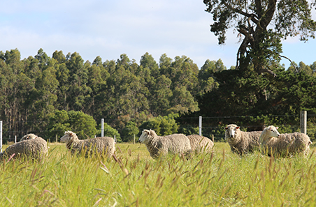 Why has the sheep market corrected?