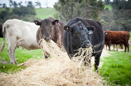 Weekly cattle and sheep market wrap