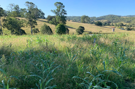 Grazing changes deliver 150kg weight gains