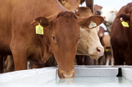 Restocker premium narrows as seasonal pressure lifts cattle supply