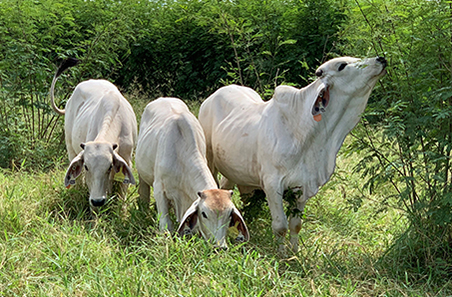 Weekly cattle and sheep market wrap